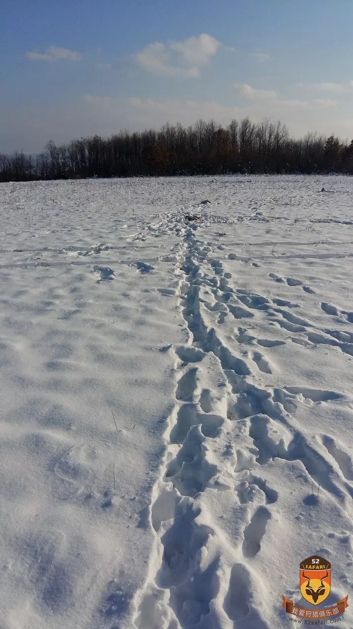 塞尔维亚冬季大灰狼狩猎