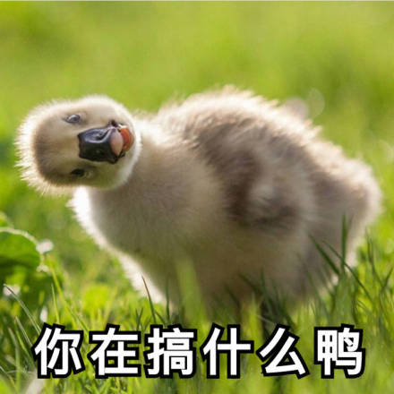 又一波可爱鸭鸭表情包