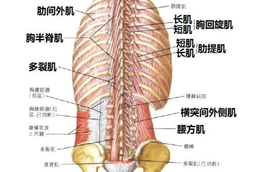 很多要训练腹肌核心肌群的人会采用平板撑,主要原因就是这个动作需要