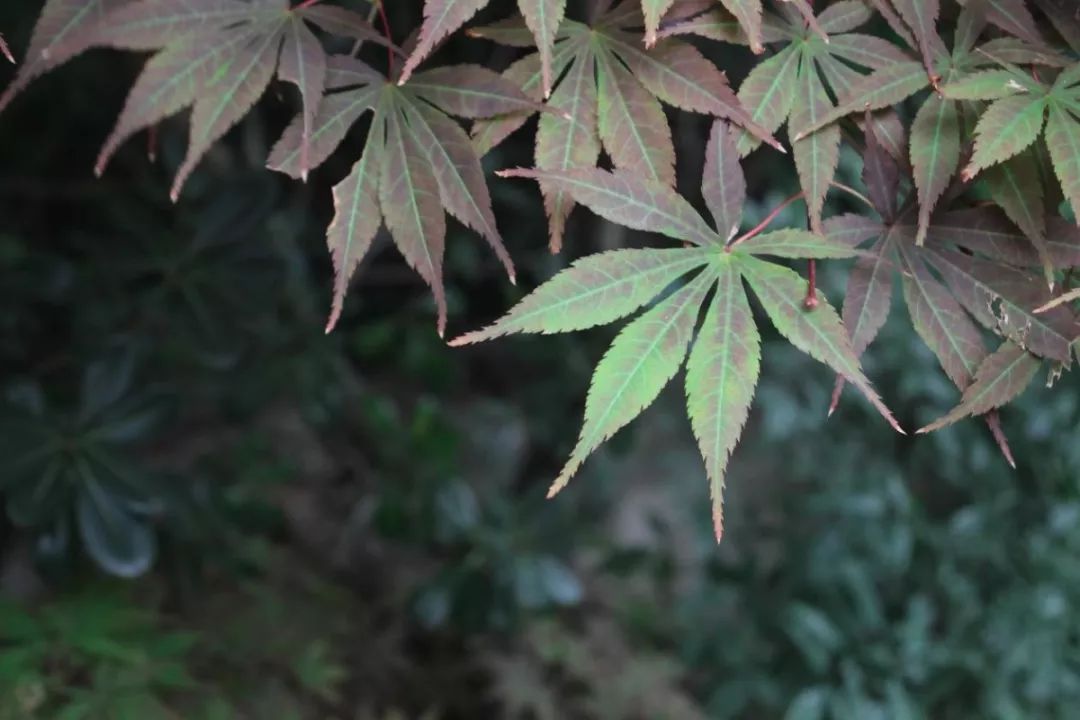 秋祺秋分昼渐短夜渐长