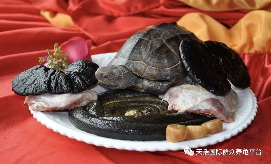 中华龟不吃食怎么办