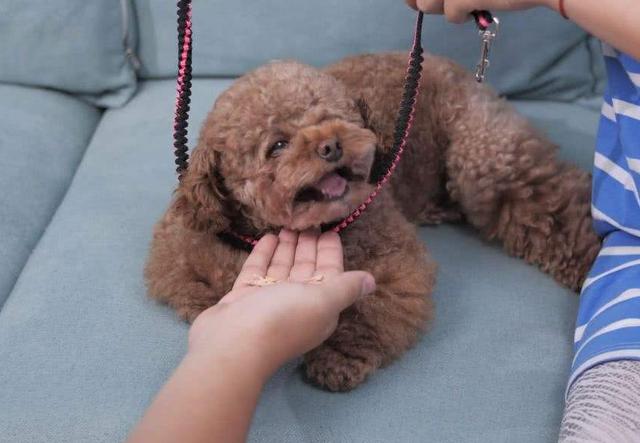 如何给狗狗做玩具 616d9b8c9724436ca3db2e3cf79d4ee5.jpeg