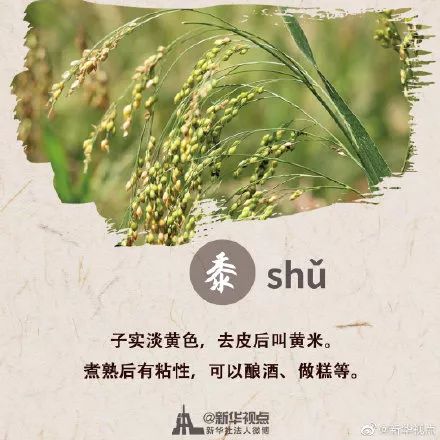 稻黍稷麦菽,这些都是啥 今天,中教君就送你一份五谷指!