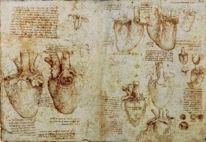 心脏与肺部图,纸本画,现存于图书馆,编号73v—74v.
