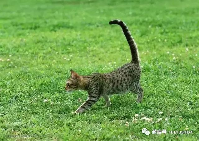 5,家猫是猫类中唯一一种竖起尾巴走路的;野猫会使尾巴保持水平,或朝下
