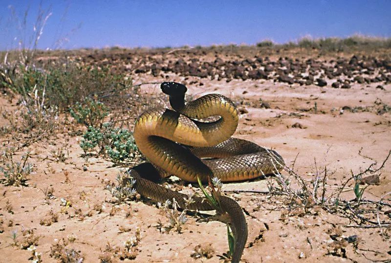 内陆太攀蛇 inland taipan