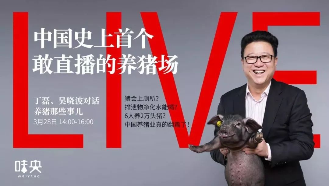养一只猪能创造多少gdp_一只猪侧躺着像人的图(3)