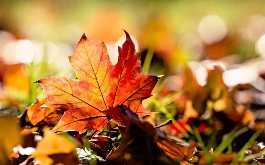 秋日,感受一片落叶的美丽