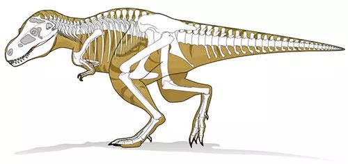 一个研究小组从一具6500万年前的恐龙骨骼中首次提取出了遗传基因材料