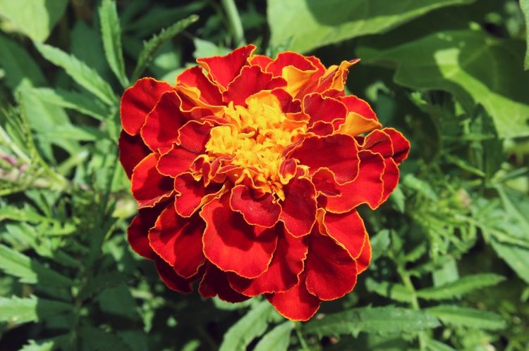 让男人爱得死去活来的三生肖,婚后仍然魅力十