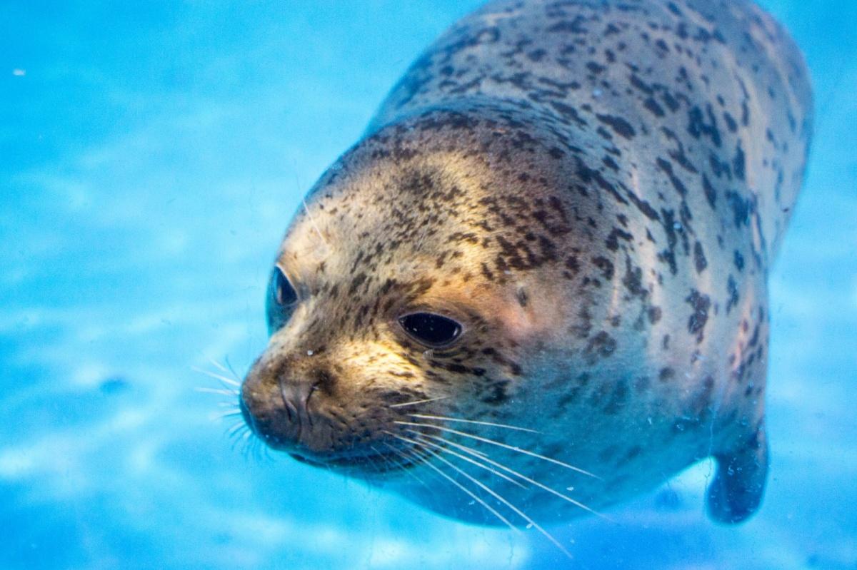 了解海洋动物 8f8c5088a7f441eebaf70134783f6f6b.jpeg