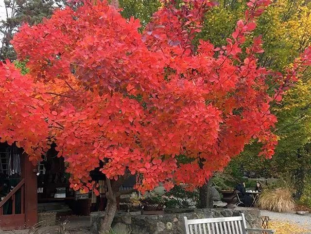 北京的香山红叶,原来是"雾中情人"黄栌