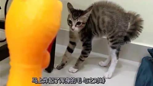 胶带粘猫什么原理_纱布用什么胶带粘(3)