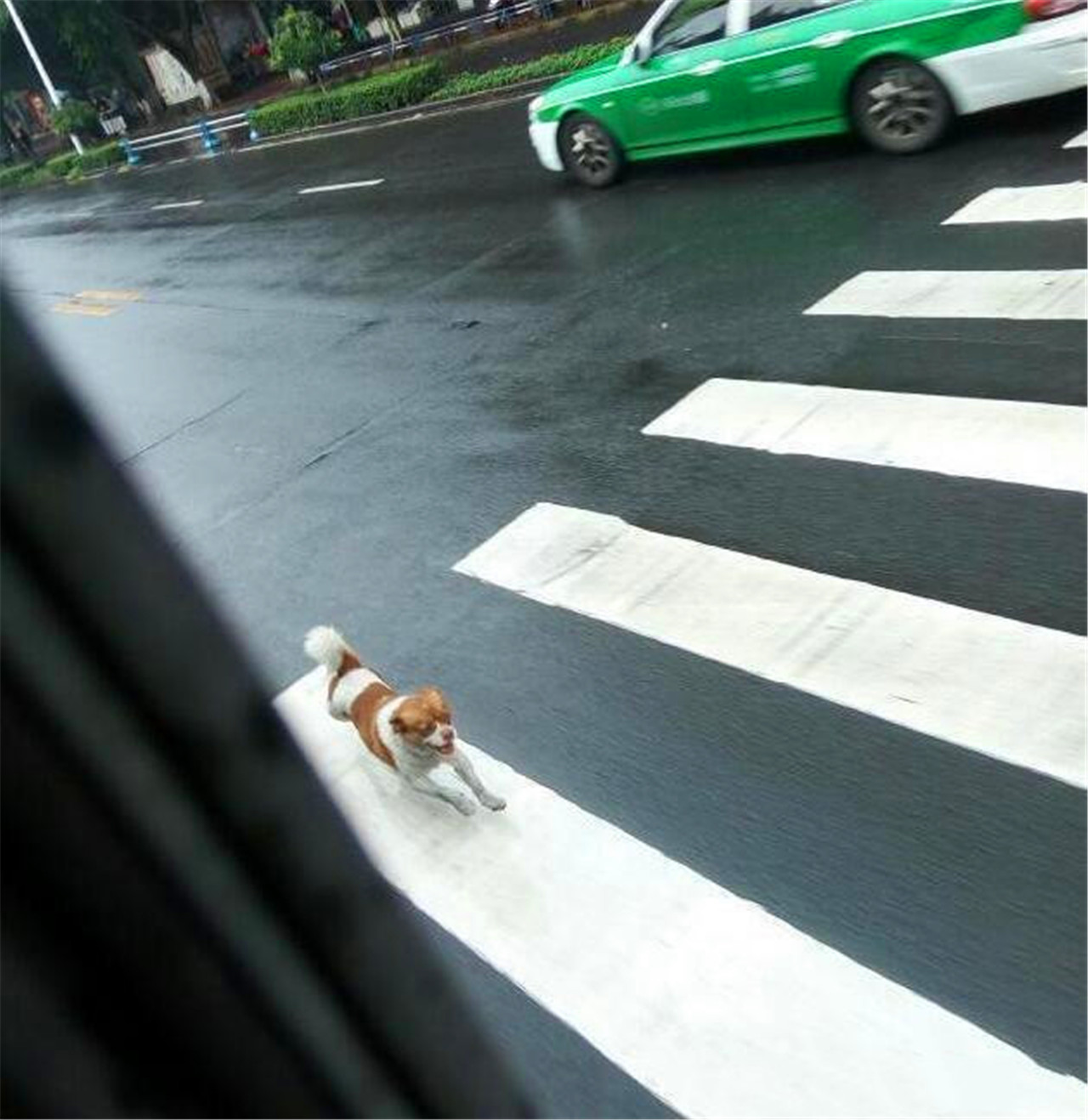 疯狂猜成语一个老人一只狗一辆车_一的成语疯狂猜成语图