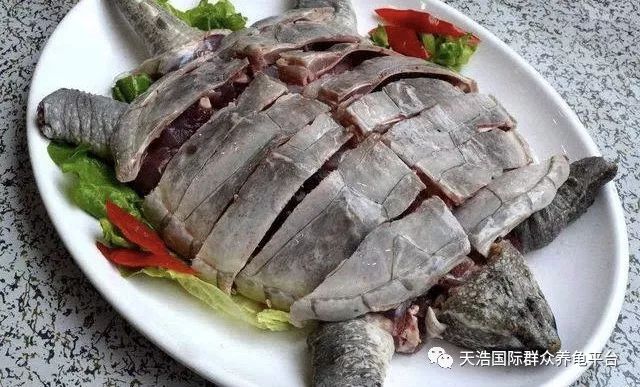 中华龟不吃食怎么办