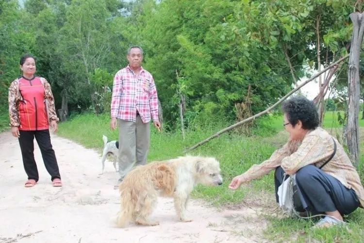 狗狗在公路邊苦等主人四年，終於等到的那天，它卻不跟主人走了…… 寵物 第4張