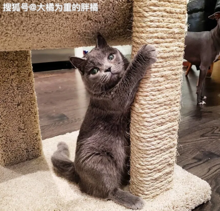 原创2只生病小猫被女子强行救走,猫妈妈没有阻拦,一生只能匍匐前行