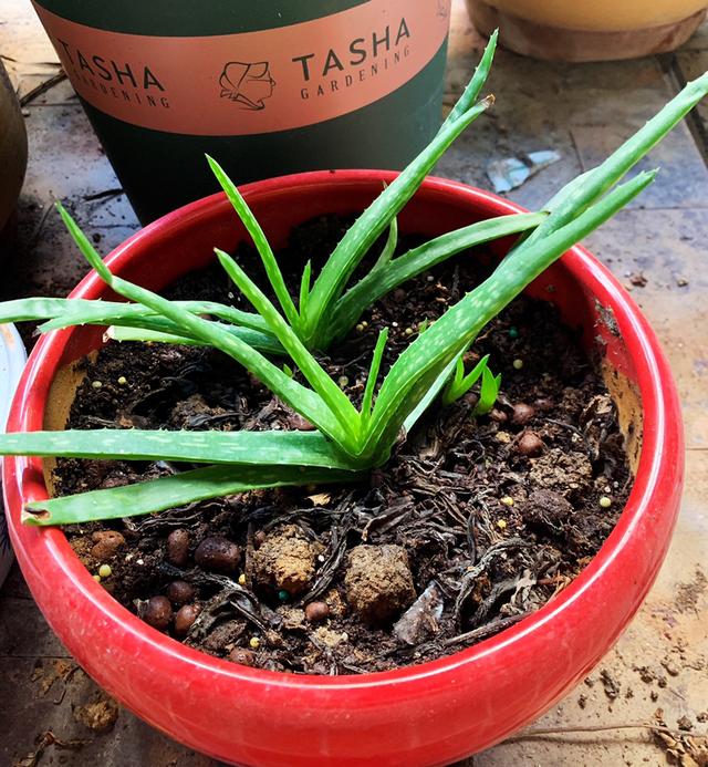 怎么养花土壤板结 b3589c08b0f84944937c7946d407c167.jpeg