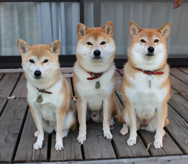 训练柴犬握手的方法及注意事项