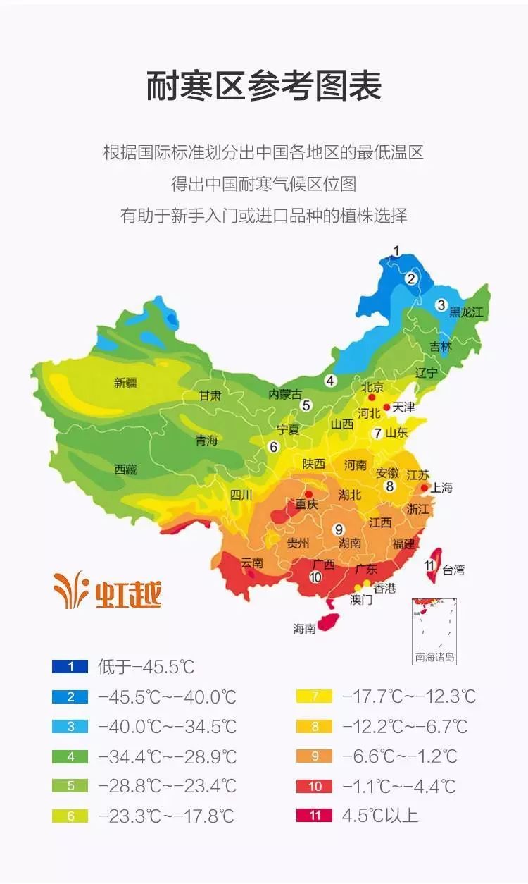 一直重瓣,耐寒抗热,超人气铁线莲"蓝光"可不止是个偶像派