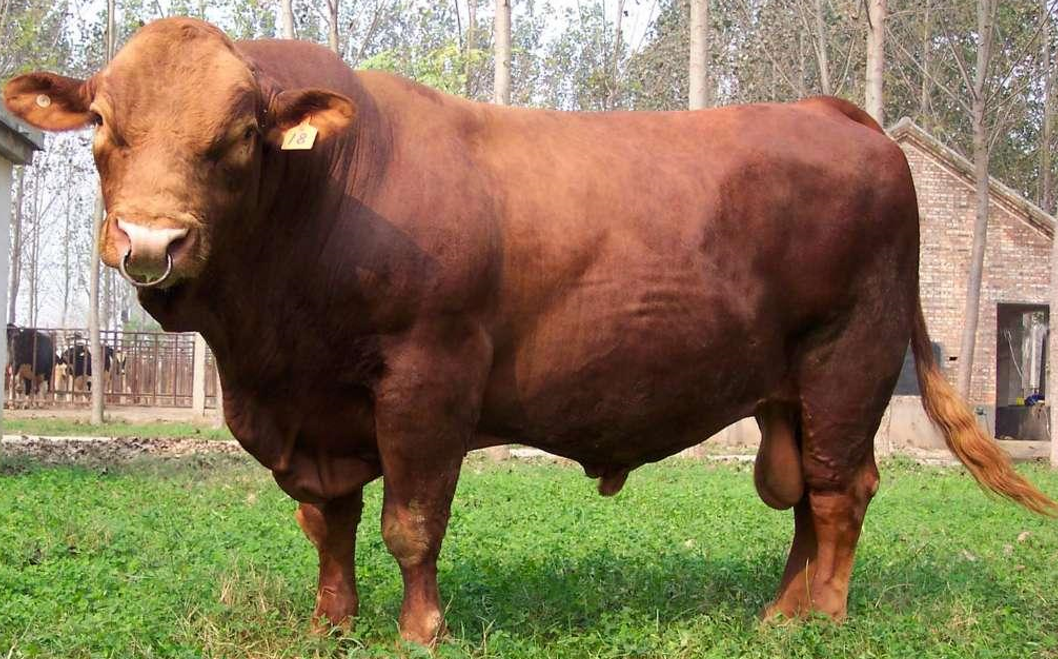 肉牛品种,牛品种大全及图片介绍,牛品种排行