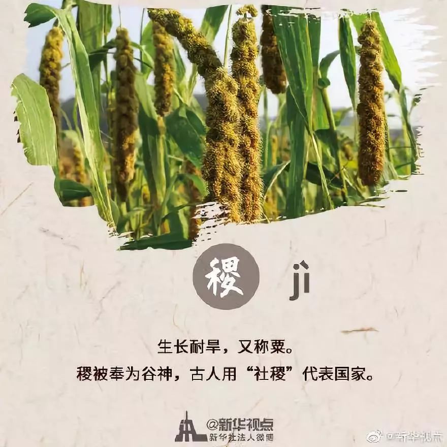 稻黍稷麦菽,这些都是啥? 今天,中教君就送你一份五谷指南!