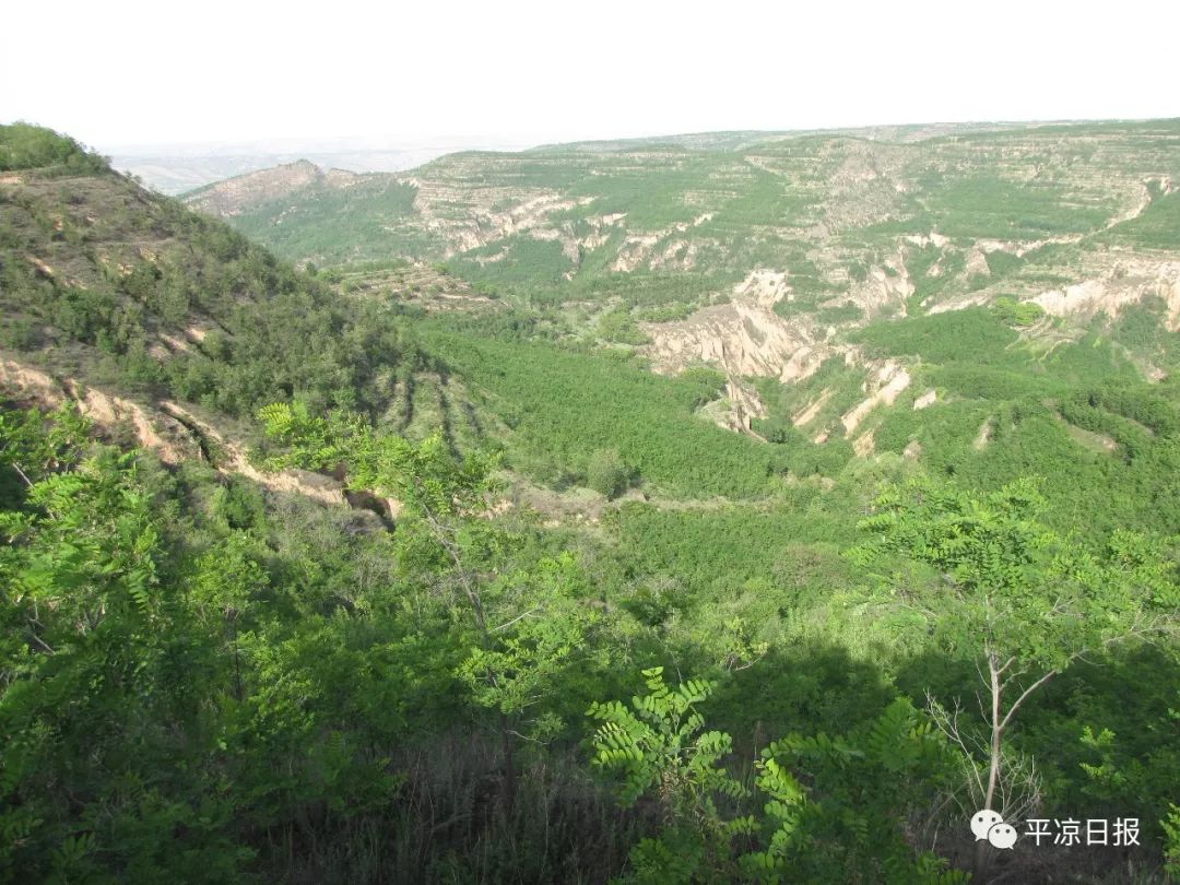 高标准打造了崆峒区中心城区北部面山,泾川县兰家山,灵台县城区