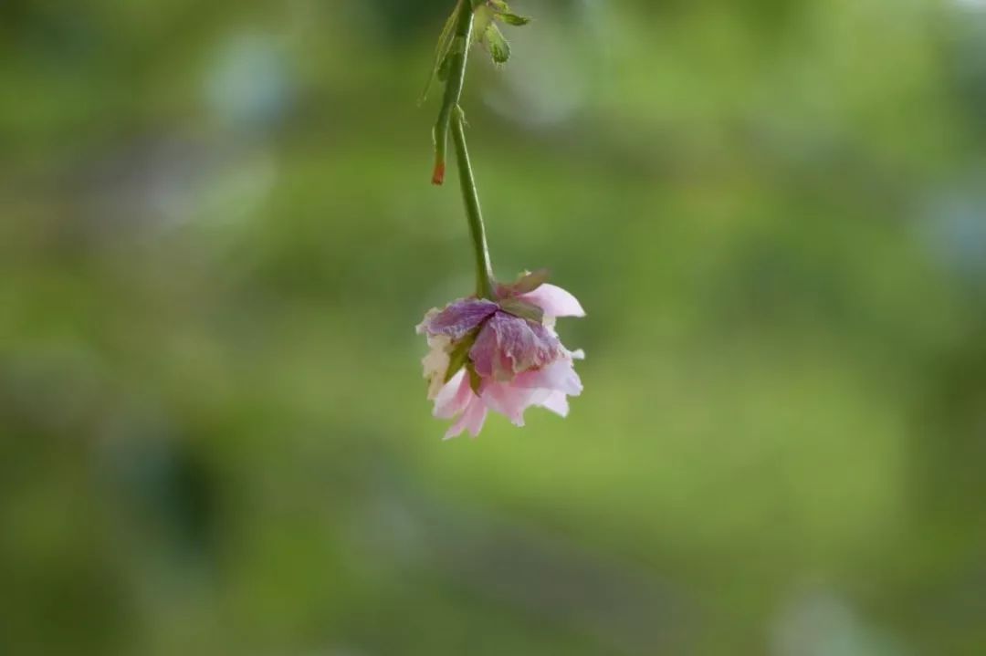 秋祺秋分昼渐短夜渐长