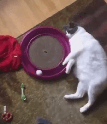 d8c4f374c126431799c95c13349ed163.gif