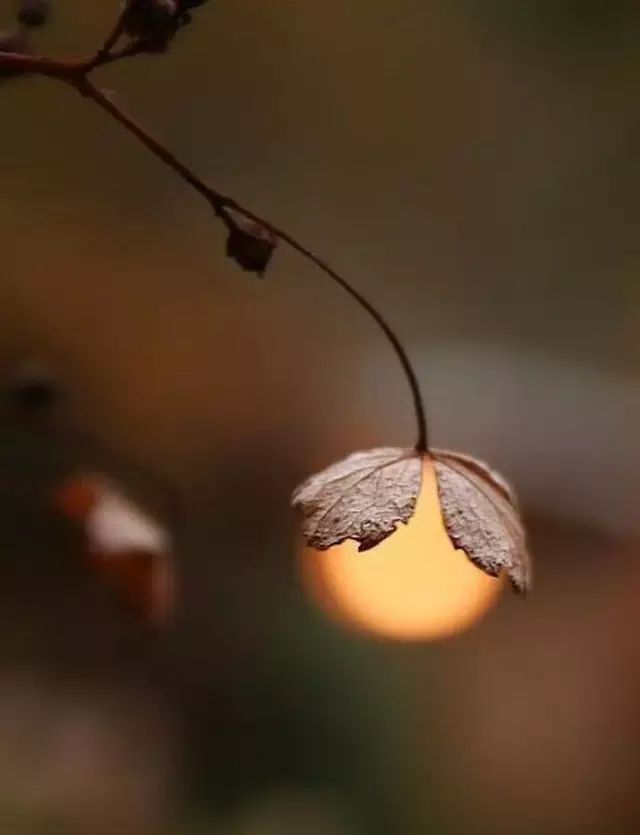 繁花落尽自随风,踏歌而行心境明