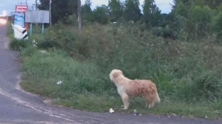 狗狗在公路邊苦等主人四年，終於等到的那天，它卻不跟主人走了…… 寵物 第1張