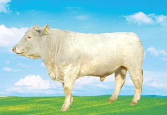 肉牛品种,牛品种大全及图片介绍,牛品种排行
