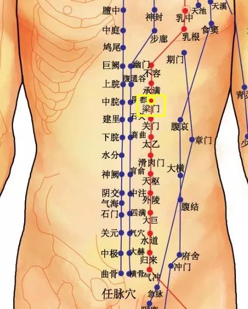 穴位知识 | 十二经脉·足阳明胃经之梁门穴