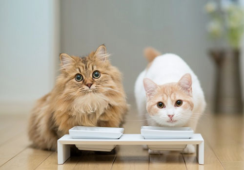 刚生出来的小猫劲大好不好
