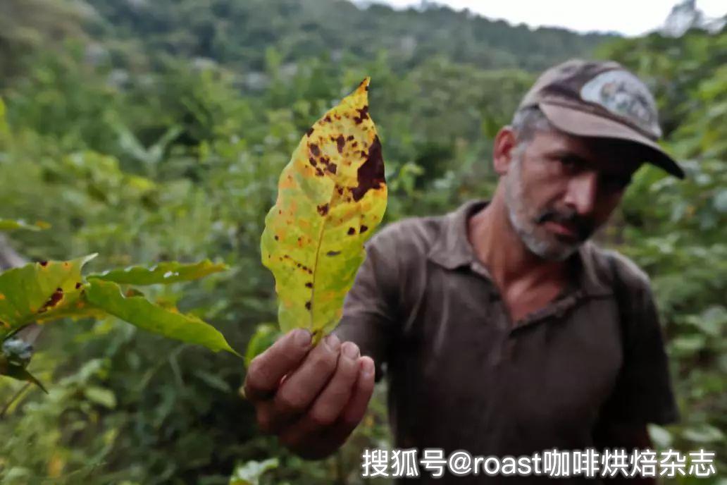roast咖啡烘焙杂志世界咖啡新闻咖啡叶锈病过去现在和未来part1
