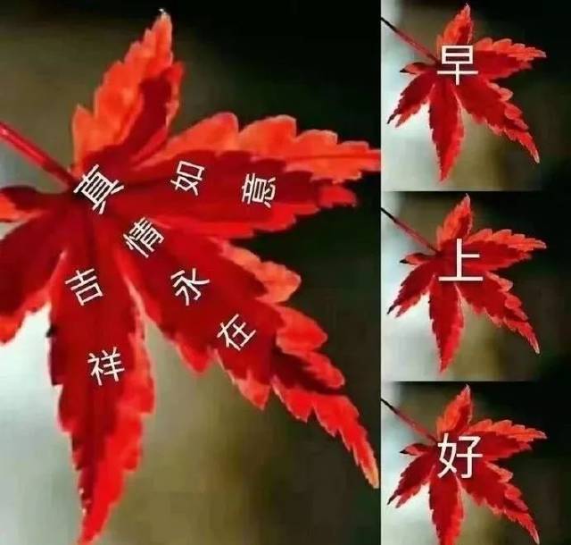 最温暖的早上好祝福语鲜花动态图片 ,早上好的祝福温馨