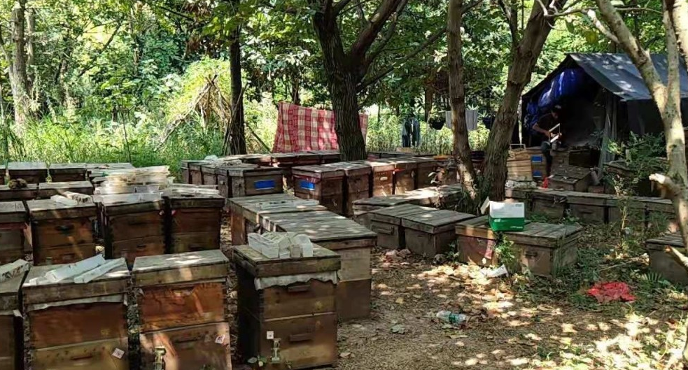 认为自家蜜蜂生存空间被抢，男子将邻村21箱蜜蜂毒死