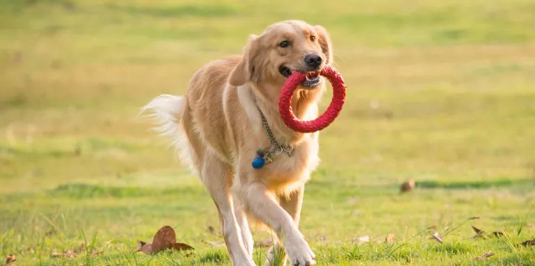 人对人口水传染狂犬病_得了狂犬病的人图片(2)