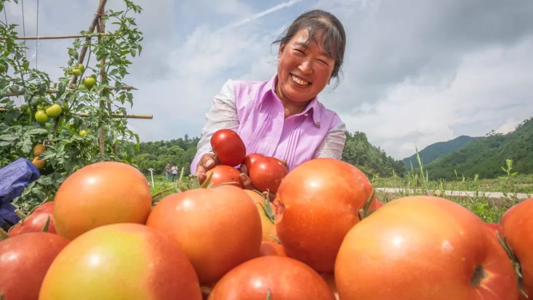 中国农民丰收节,毕节各地大丰收