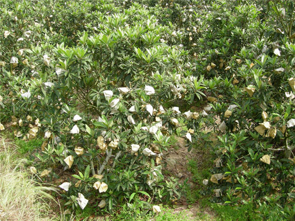 为你介绍白荔枝枇杷树苗的种植技术