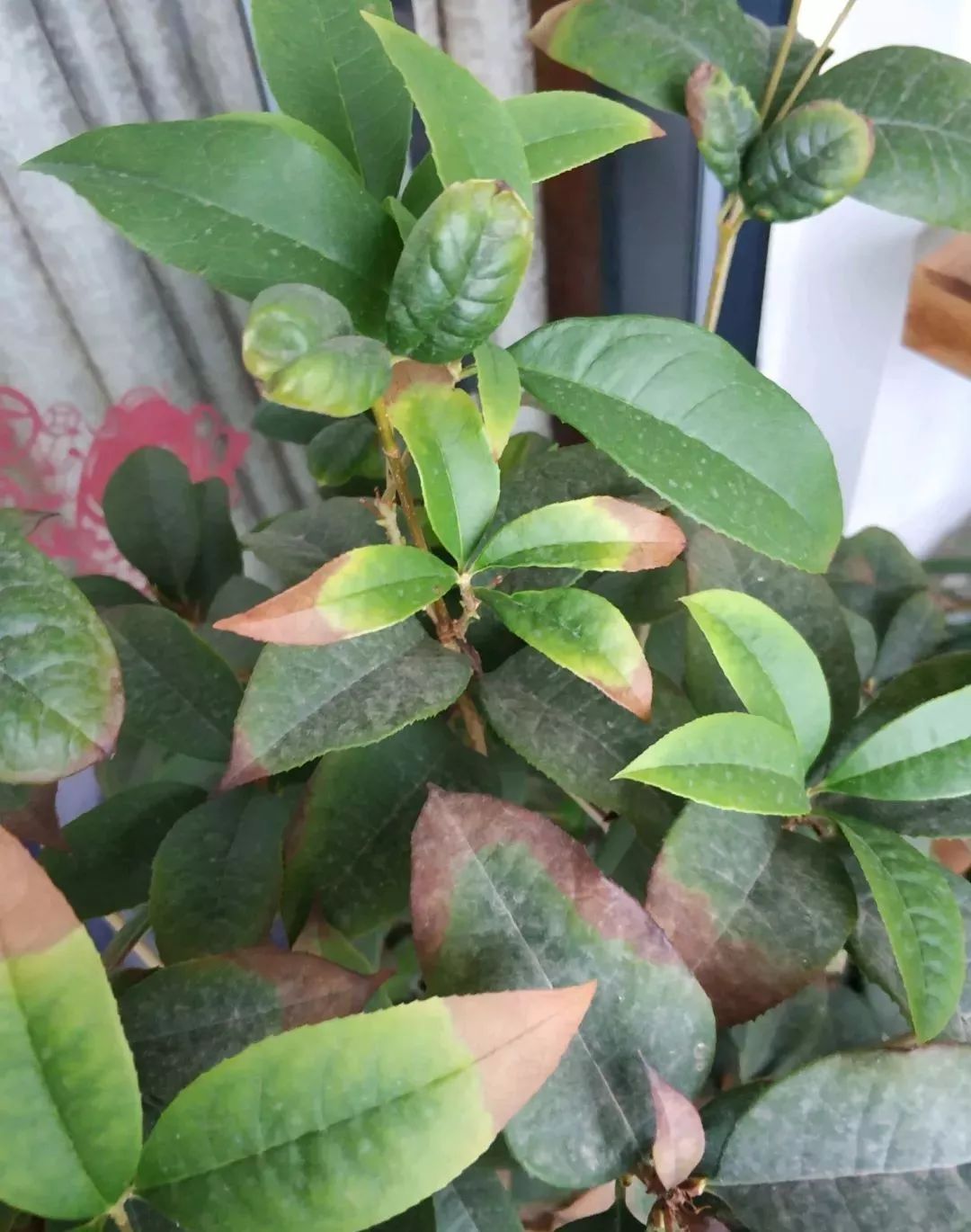 将桂花树摆放在阴凉处