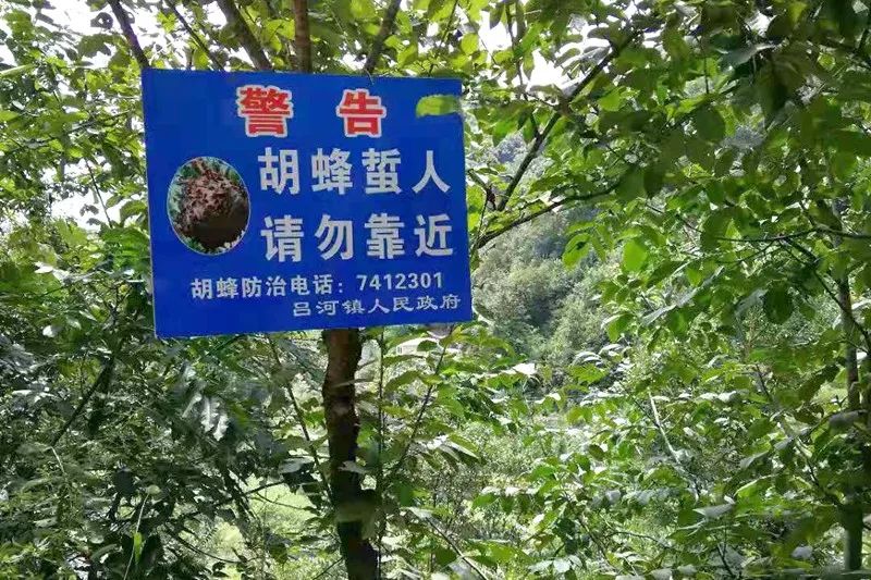 警惕胡蜂葫芦包猖獗防控刻不容缓