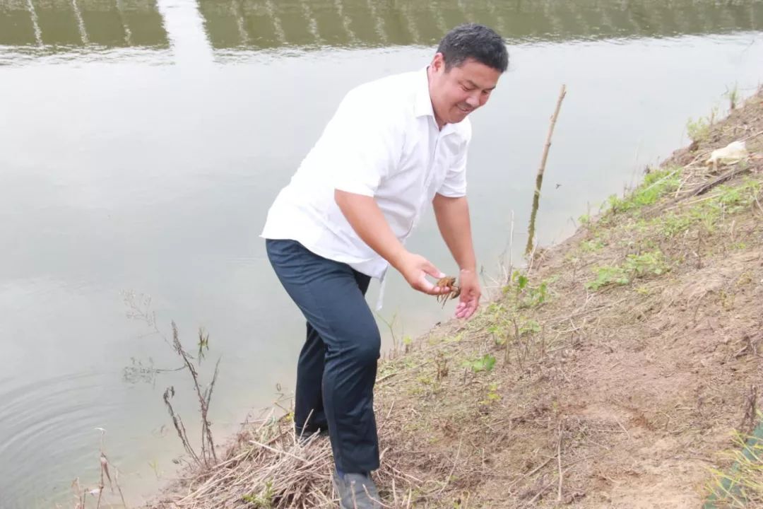 致富经虾_致富虾真的_炒虾尾的虾是什么虾