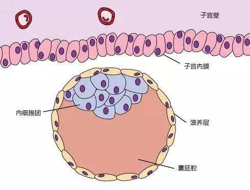 看完这囊胚等级解说再也不求人!