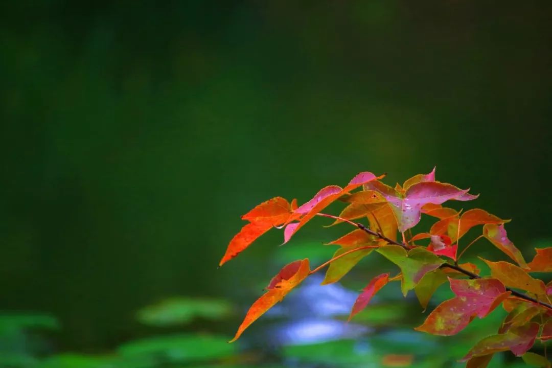 泉水叮咚古筝曲谱_泉水叮咚响曲谱