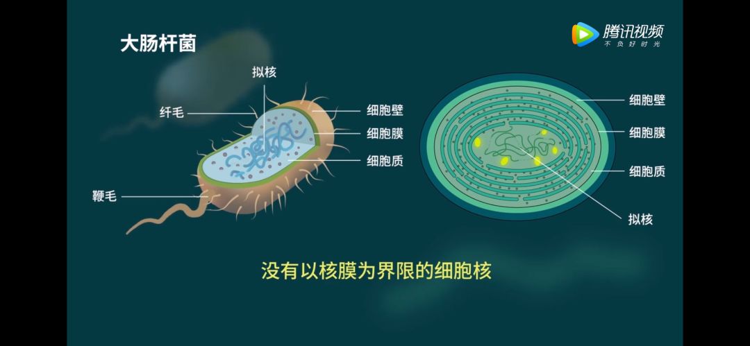 生物大师高中原核细胞和真核细胞赤潮和水华