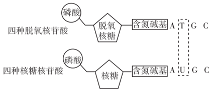 ②非细胞生物(如病毒):含4种碱基,4种核苷酸. 3.