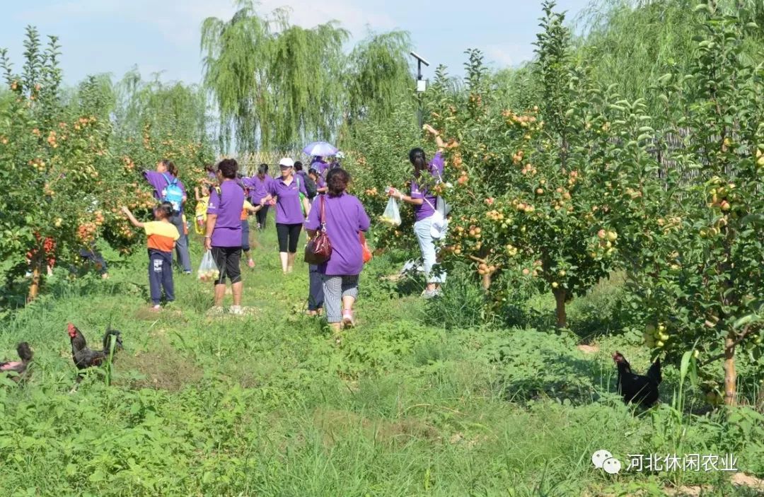 no.5 张家口仲秋采摘休闲游线路