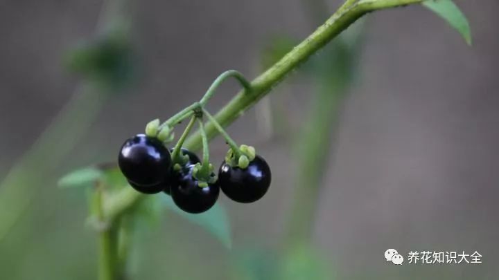 黑果花卉怎么吃