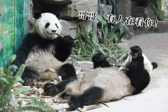 4ee60d3500e84a2e973014f1aed6a837.gif